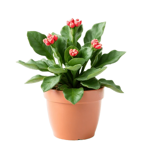 Holiday Cactus