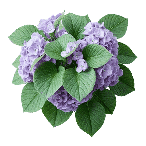 Hydrangea