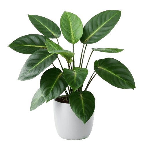 Indian Rubber Plant