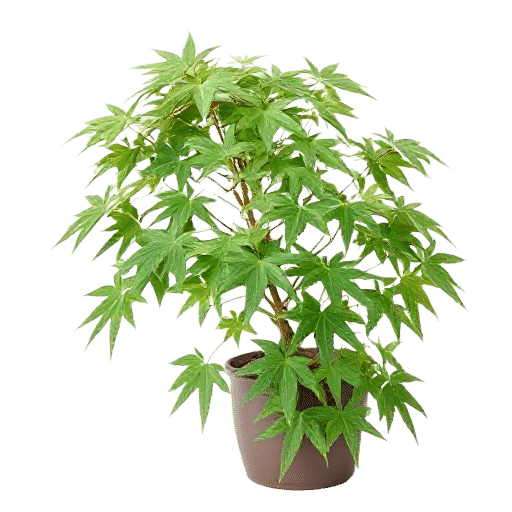 Japanese Maple