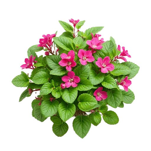 Kalanchoe