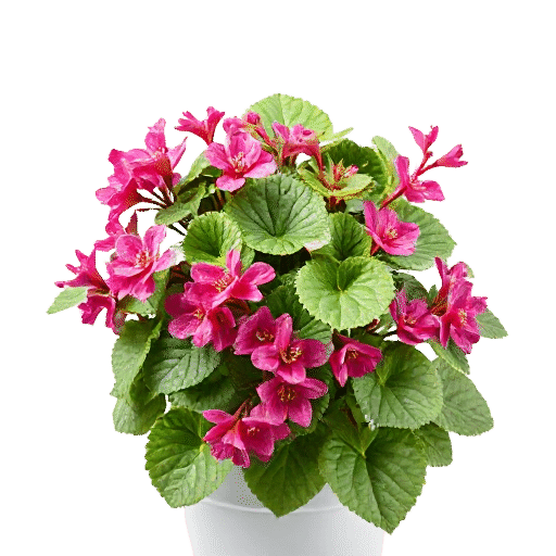 Kalanchoe