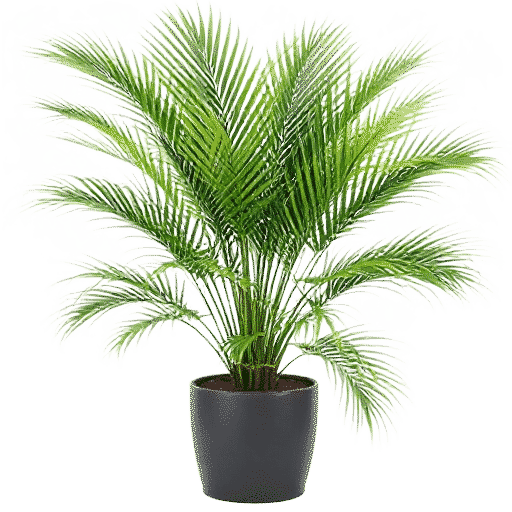 Kentia Palm