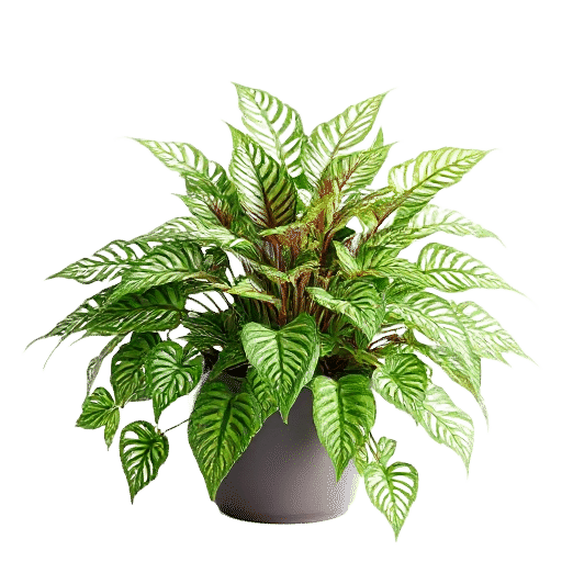 Lace Plant