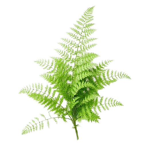 Lady Fern Athyrium filix femina plant