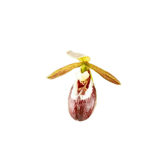 Lady's Slipper Orchid