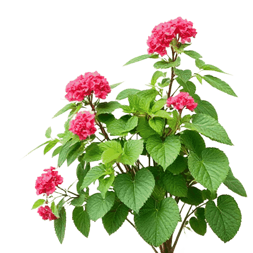 Lantana