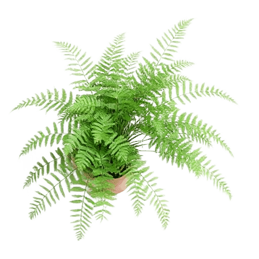 Leatherleaf Fern