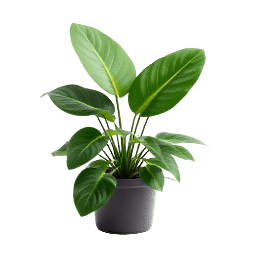Lettuce Leaf Philodendron