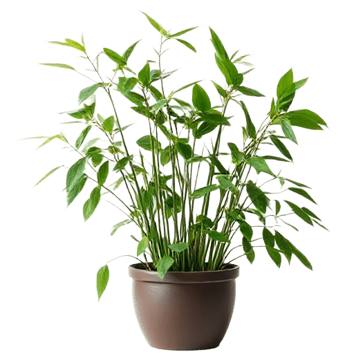 Lucky Bamboo