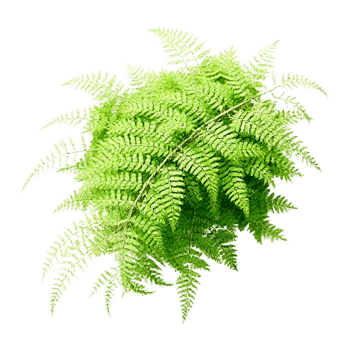 Maidenhair Fern Adiantum