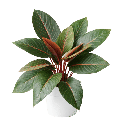 Maranta