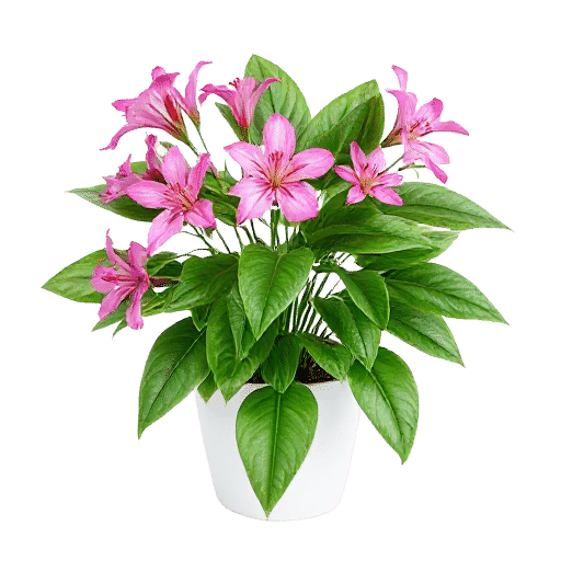 Nerium Oleander