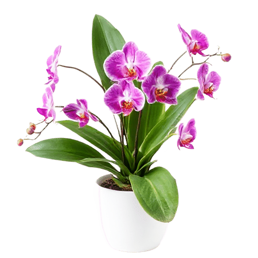 Orchid