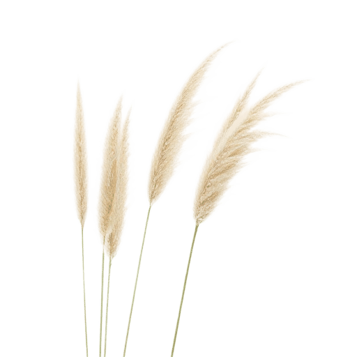 Pampas Grass Cortaderia selloana plant