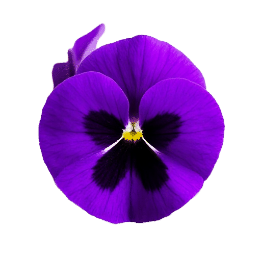 Pansy