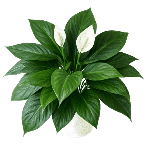 Peace Lily
