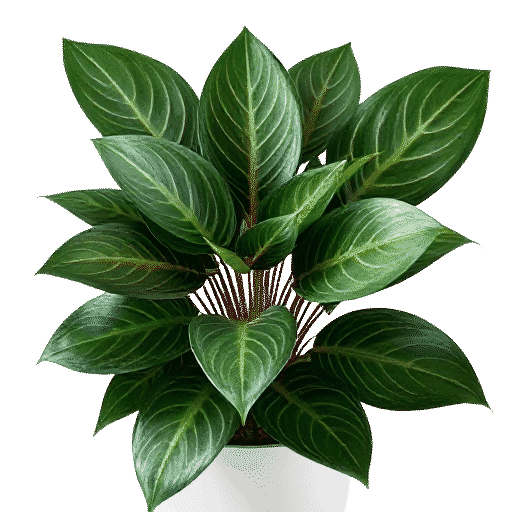 Peacock Plant