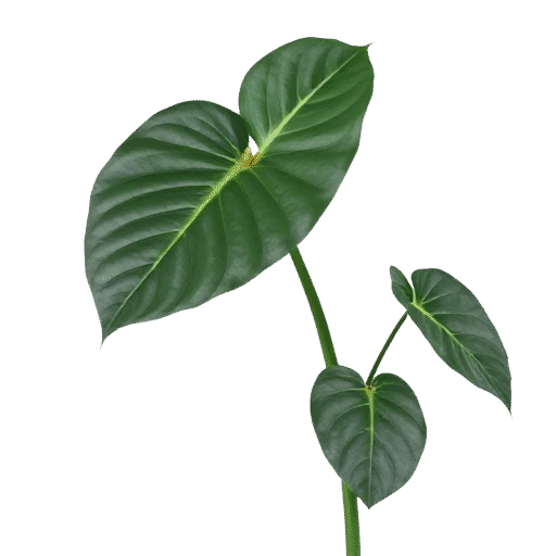 Philodendron