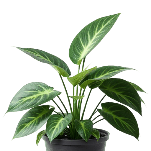 Prayer Plant
