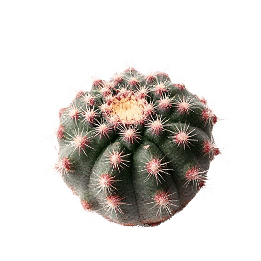 Pincushion Cactus
