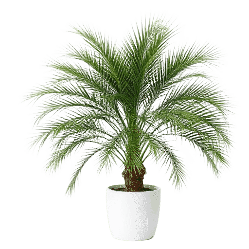 Pygmy Date Palm