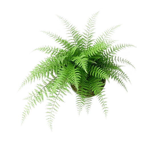 Reed Fern