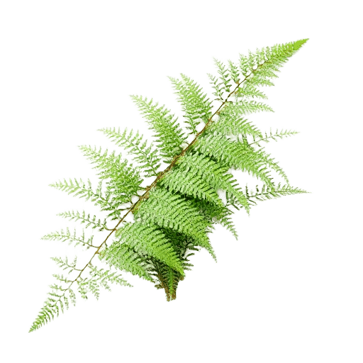 Royal Fern Osmunda regalis plant