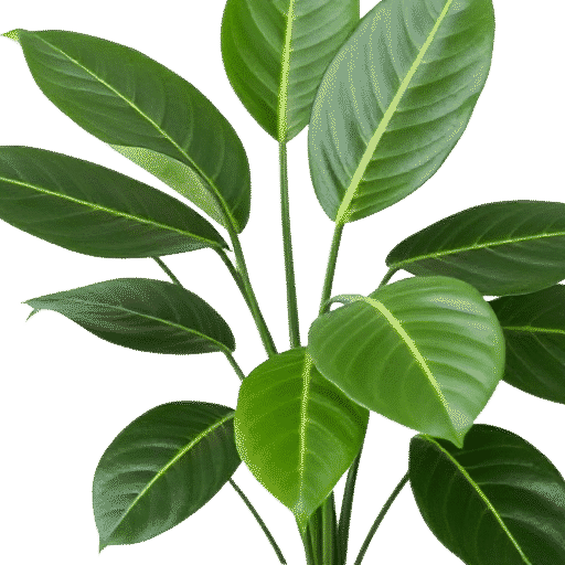 Rubber Plant Ficus elastica plant