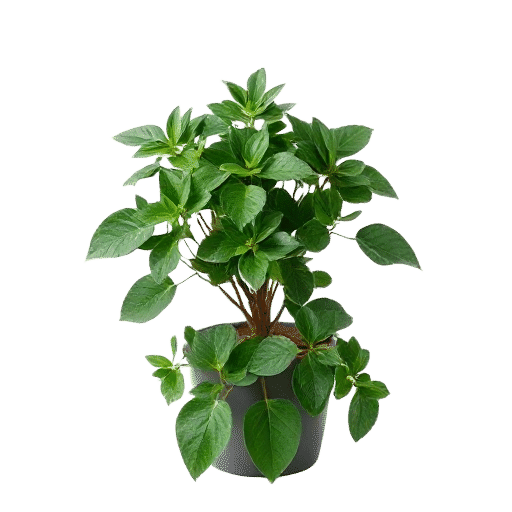 Ruscus