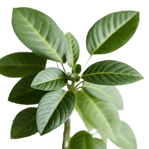 Schefflera