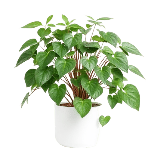 Sensitive Plant