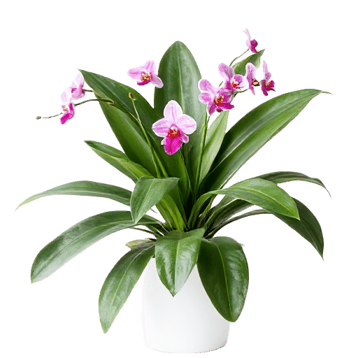 Shelley's Orchid