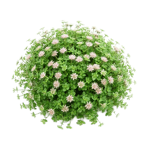 Sedum plant