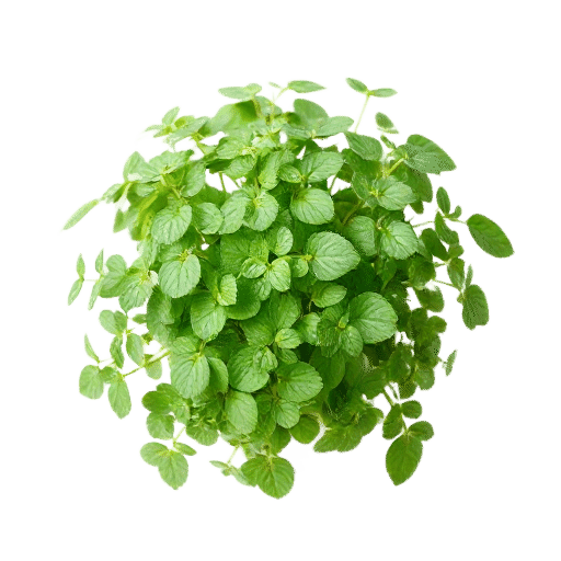 Shepherd's Purse