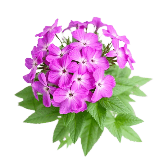 Showy Garden Phlox