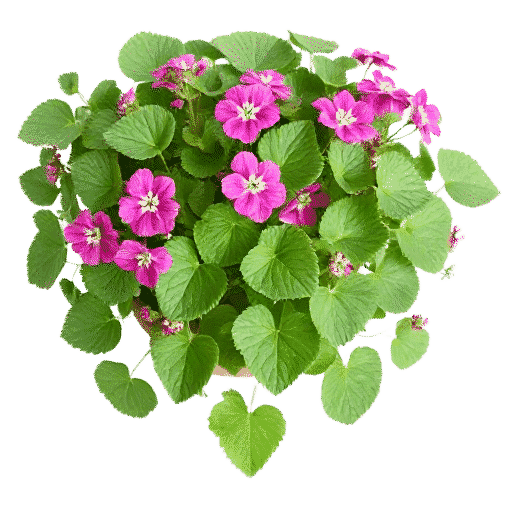 Shrubby Geranium