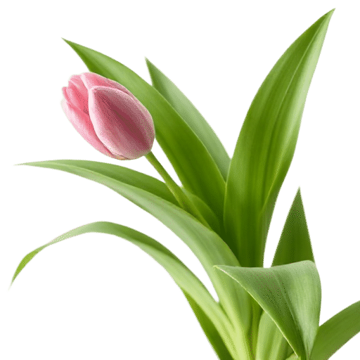 Siam Tulip