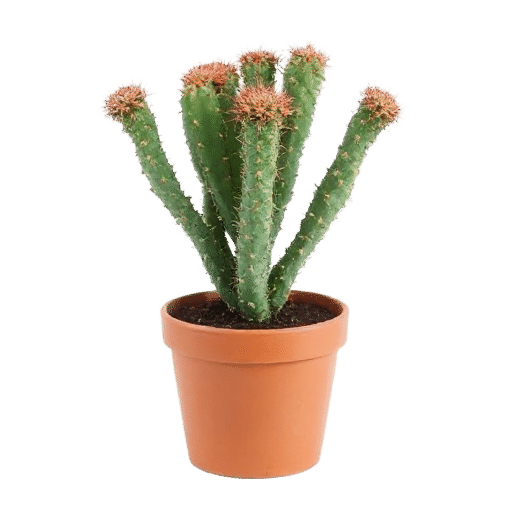 Sierra Cactus