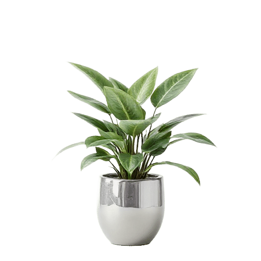 Silver Vase plant