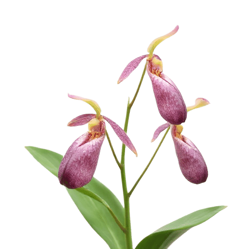 Slipper Orchid Paphiopedilum