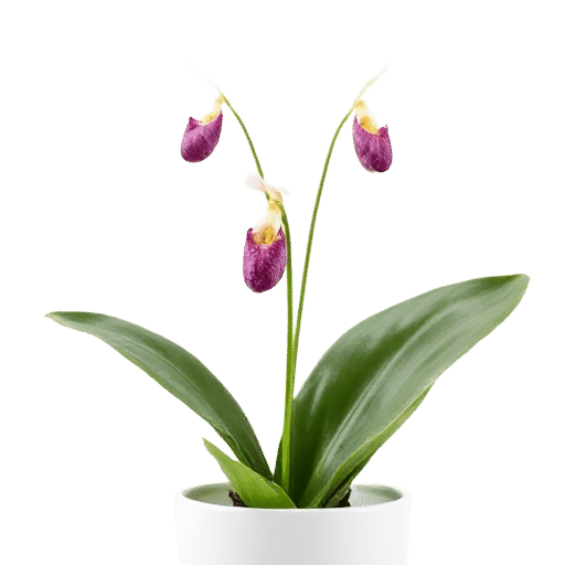 Slipper Orchid