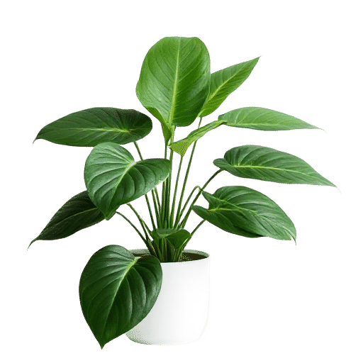 Spathiphyllum