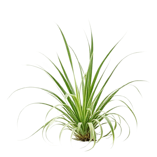 Spider Plant Chlorophytum comosum plant