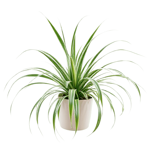 Spider Plant