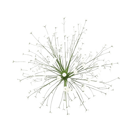 String of Pearls Senecio rowleyanus plant