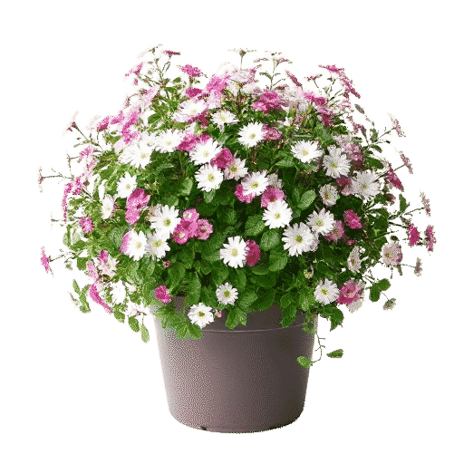 Sweet Alyssum