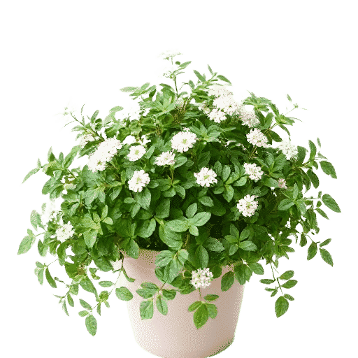 Sweet Woodruff