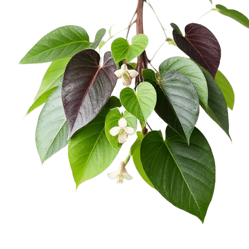 Thunbergia