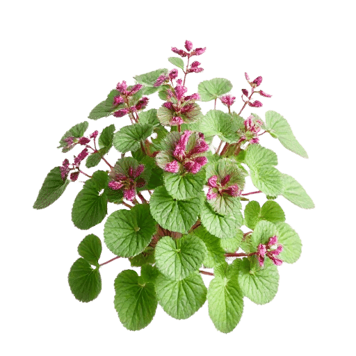 Tiarella